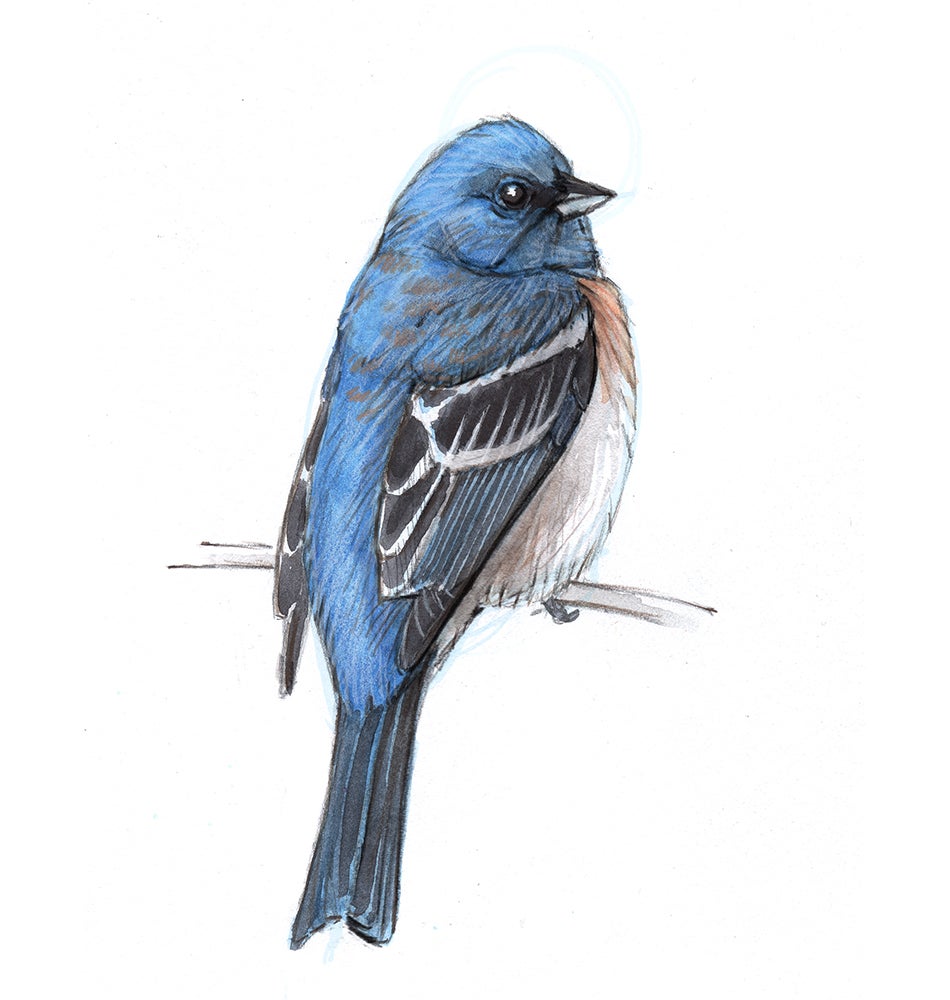 Illustration: John Muir Laws