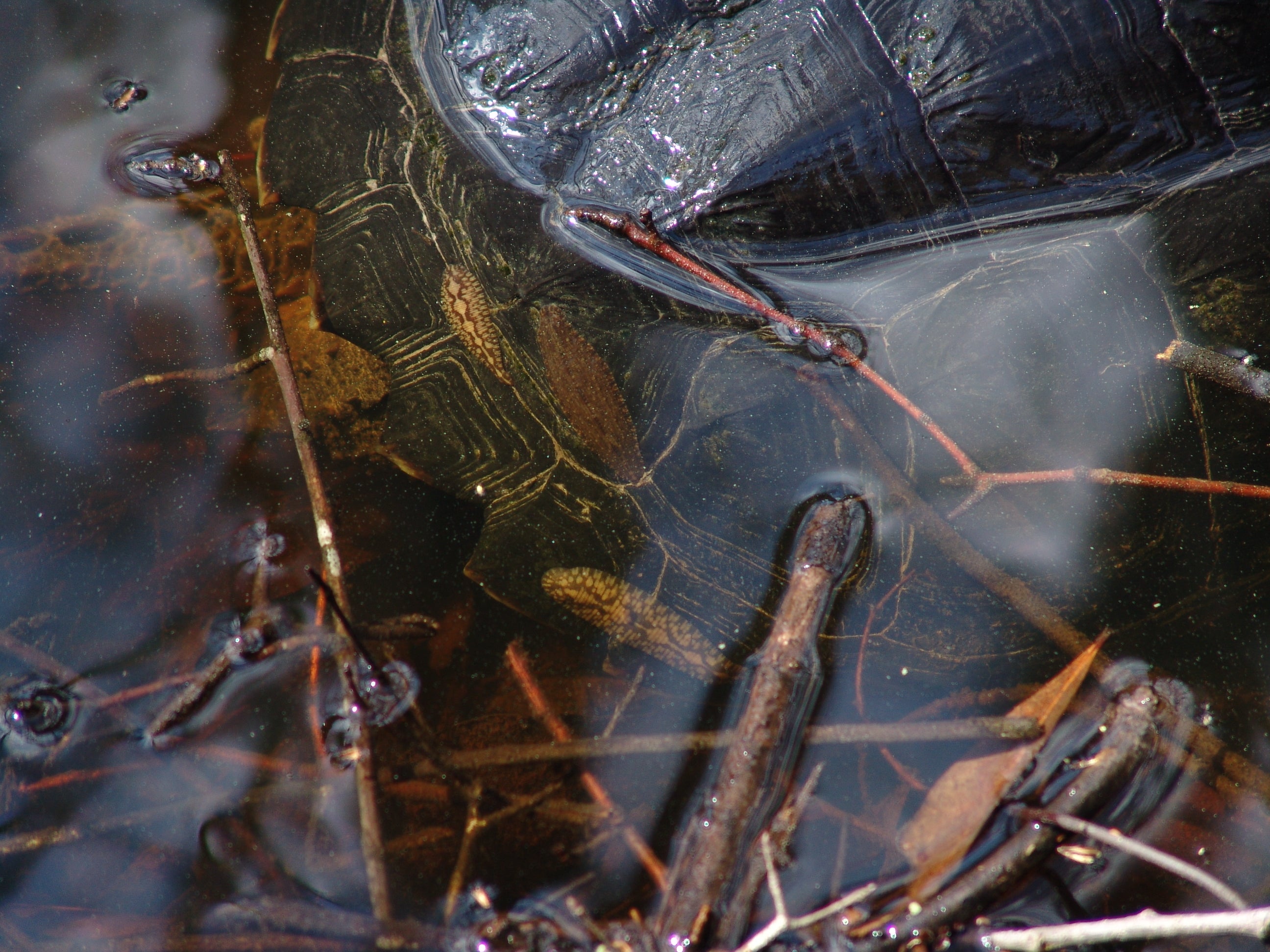 Turtle Leech | Audubon