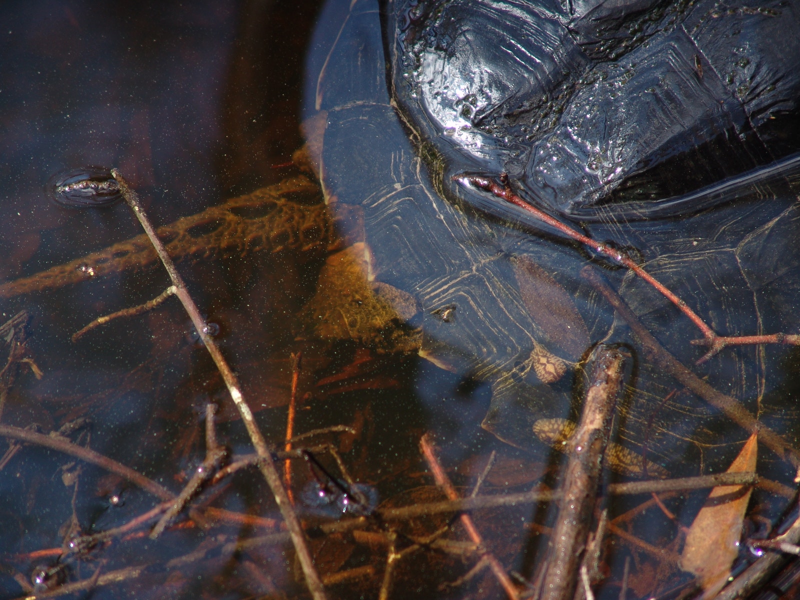 Turtle Leeches Turtle Leech | Audubon