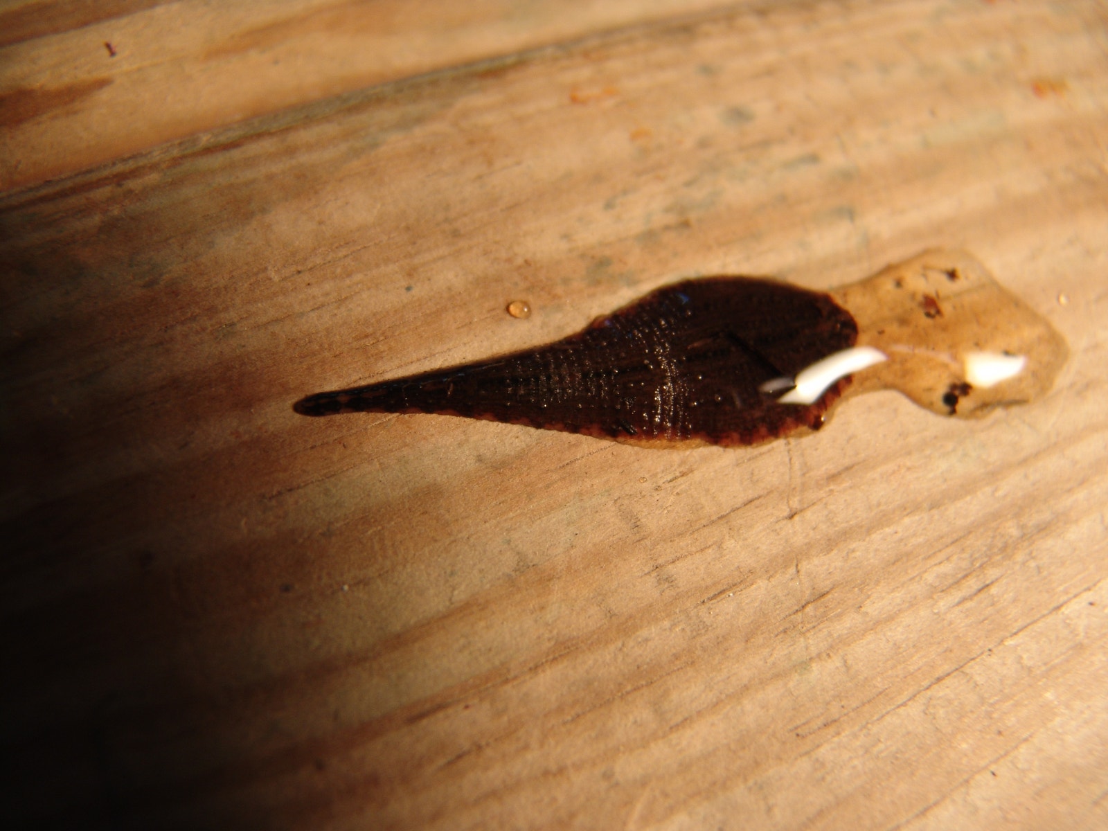 Turtle Leeches Turtle Leech | Audubon