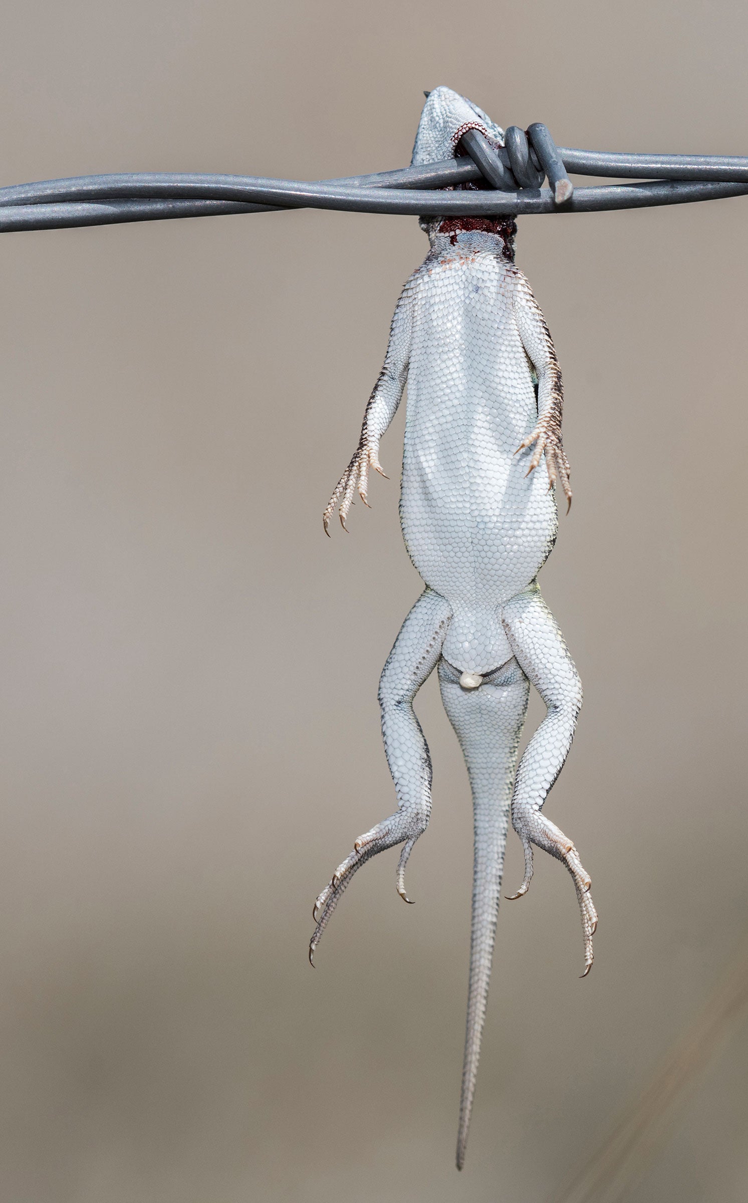Lesser earless lizard. Rachel Hopper