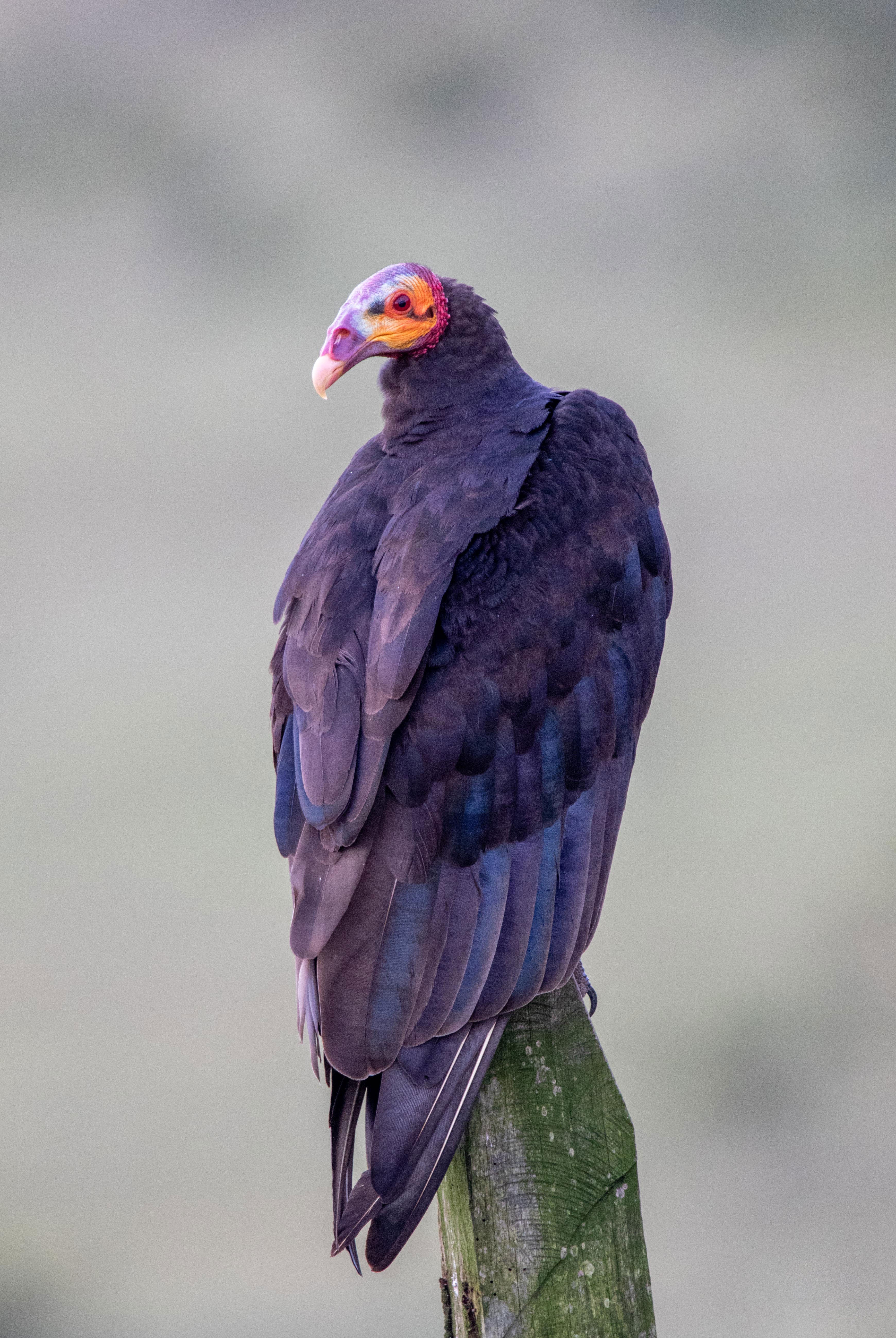 A vulture with a colorful yellow, purple, and blue face perches on a wooden post painted green.