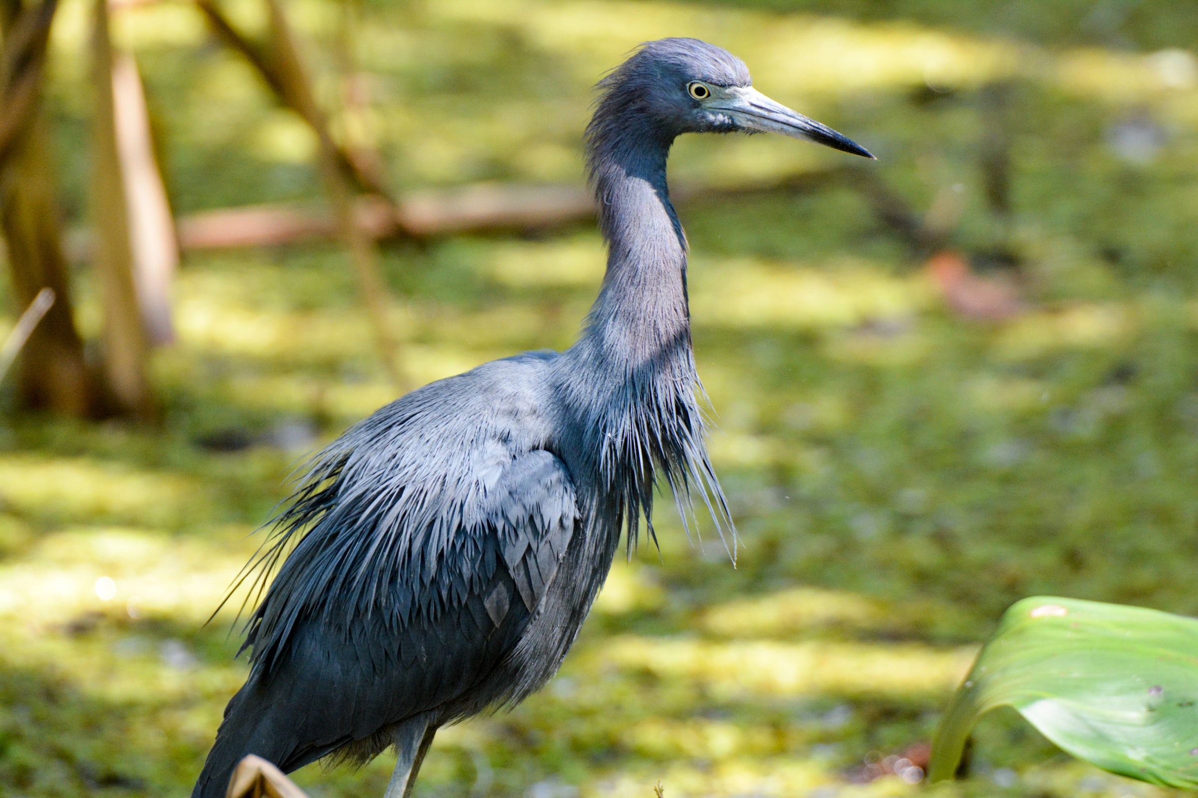 Little Blue Heron 