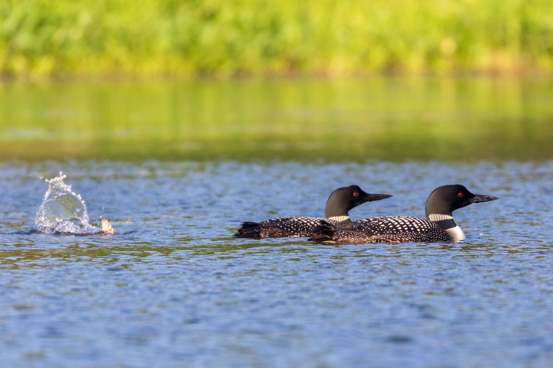 The duckling taking after its adoptive parents with its novice diving skills. Linda Grenzer