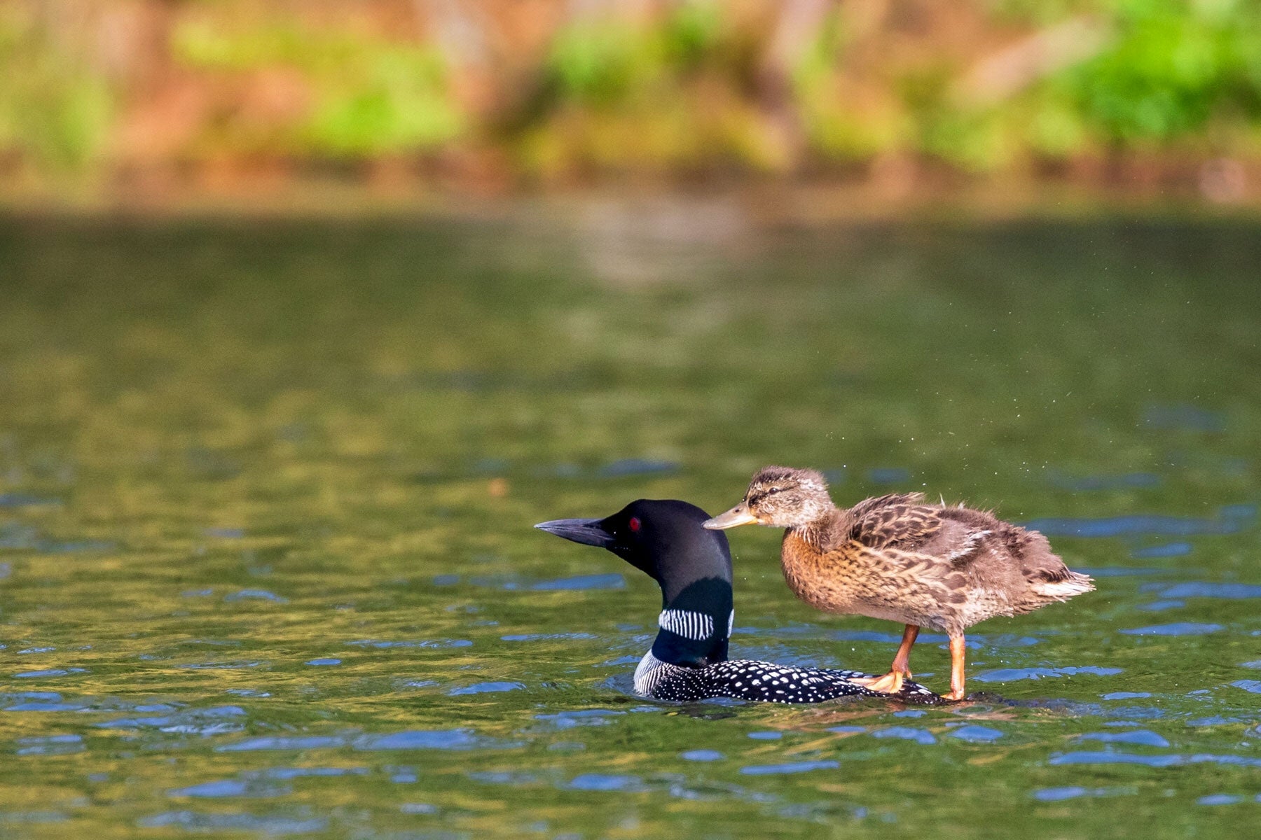 At more than a month old, the Mallard is no longer an easy lift. But the adult loons, which are used to carrying offspring on their back, still ferry it around. Linda Grenzer