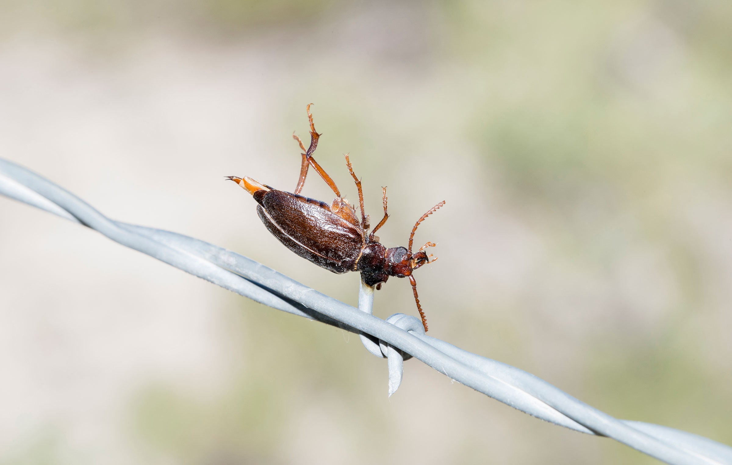 Longhorn beetle. Rachel Hopper