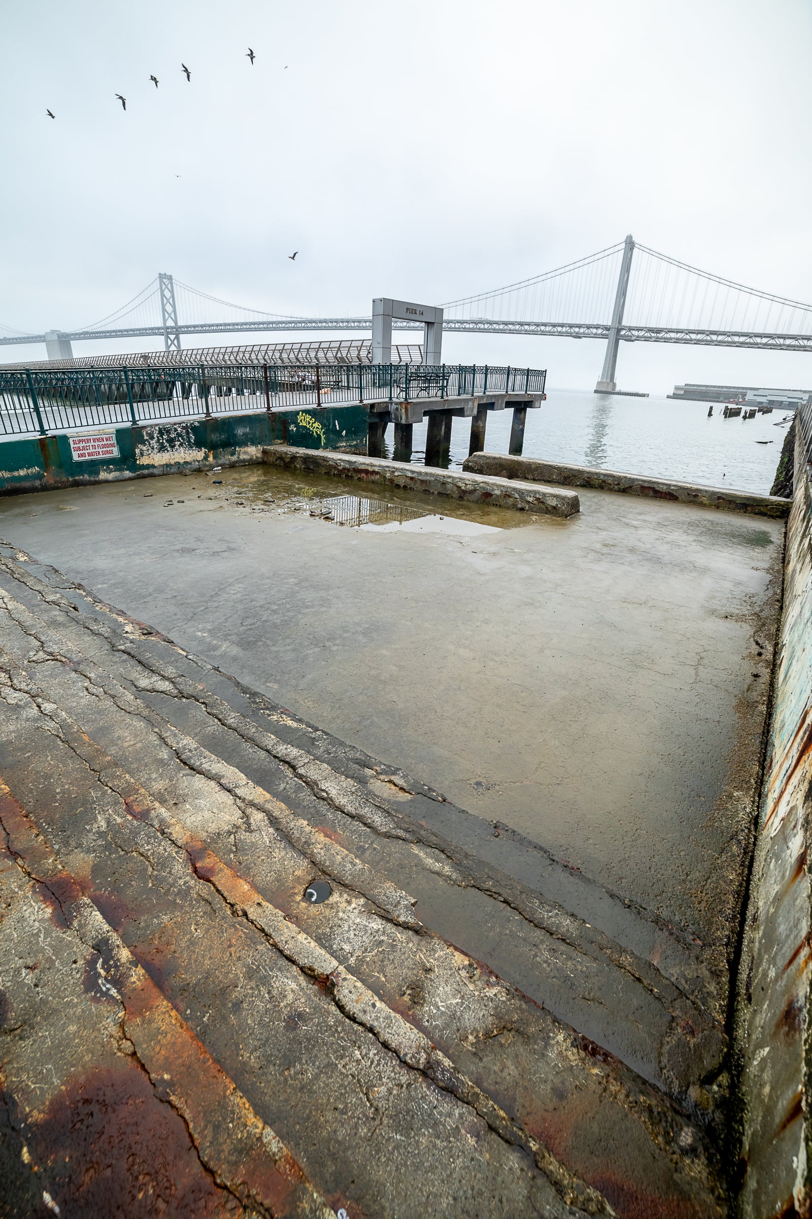 A small flock of birds flies over San Francisco coastal infrastructure: A cement loading dock and a seawall are pictured with the Bay Bridge in the background.