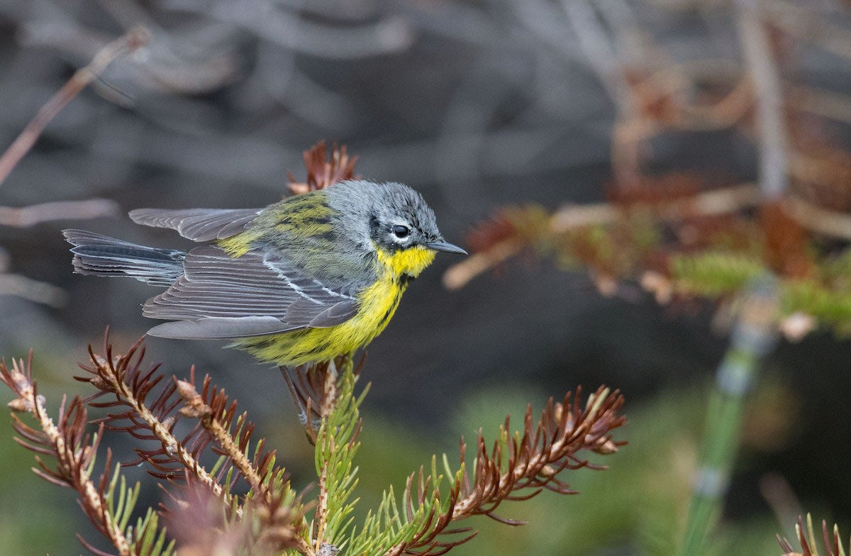 During the morning hours, Davies estimates that Magnolia Warblers made up 30 to 35 percent of the birds passing through. Ian Davies