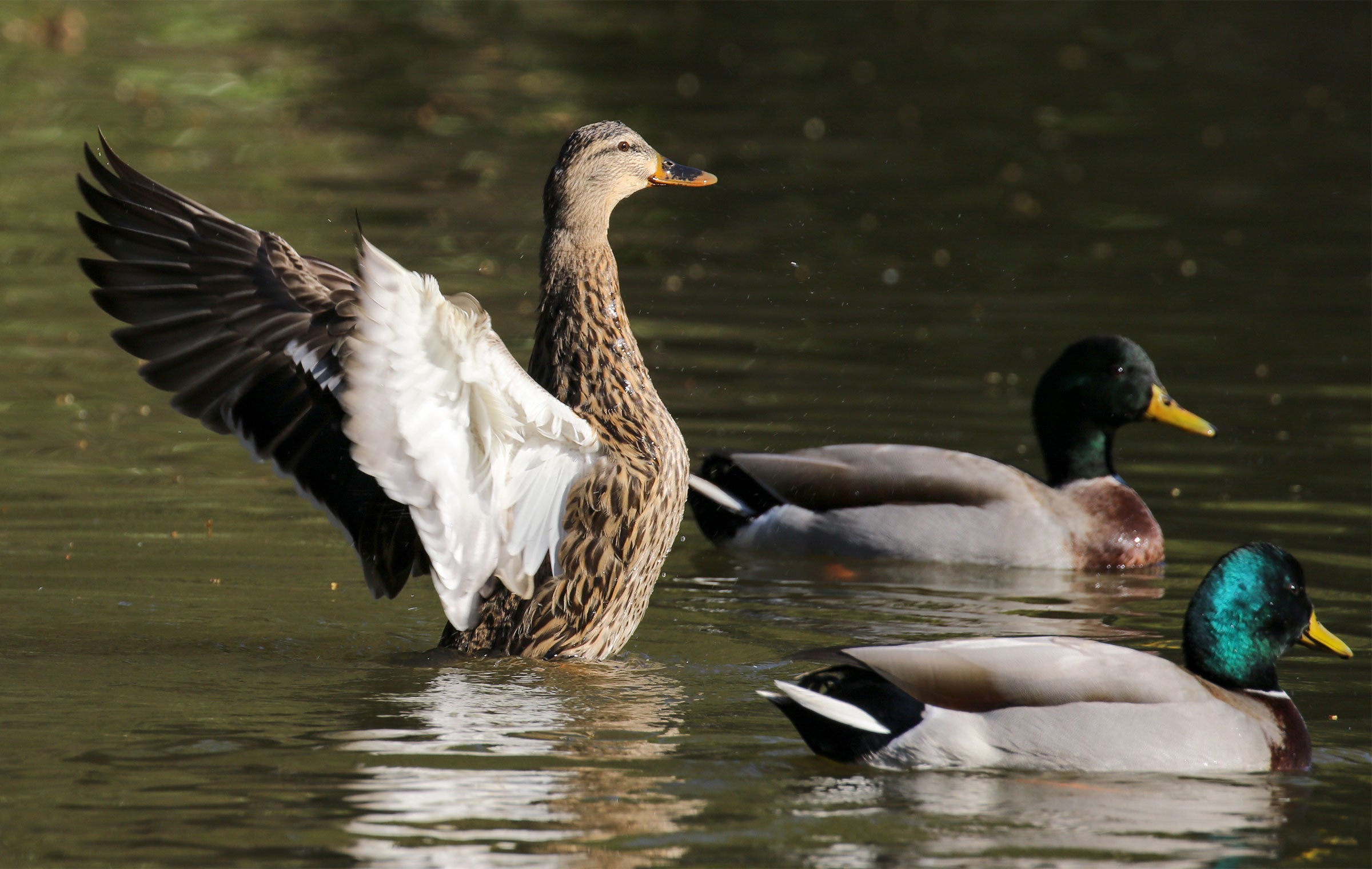 Mallards. Sujata Roy/Great Backyard Bird Count