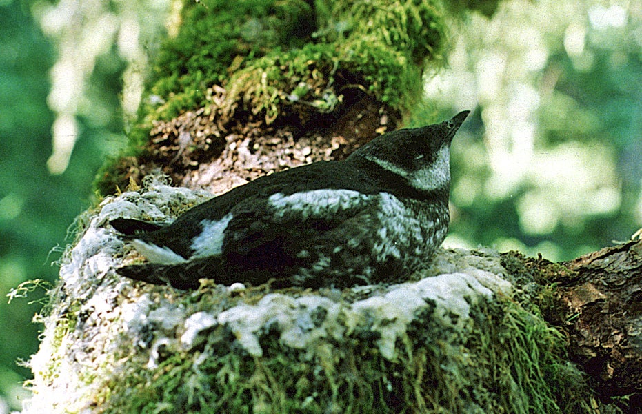 Nesting Marbled Murrelet | www.HamerEnvironmental.com