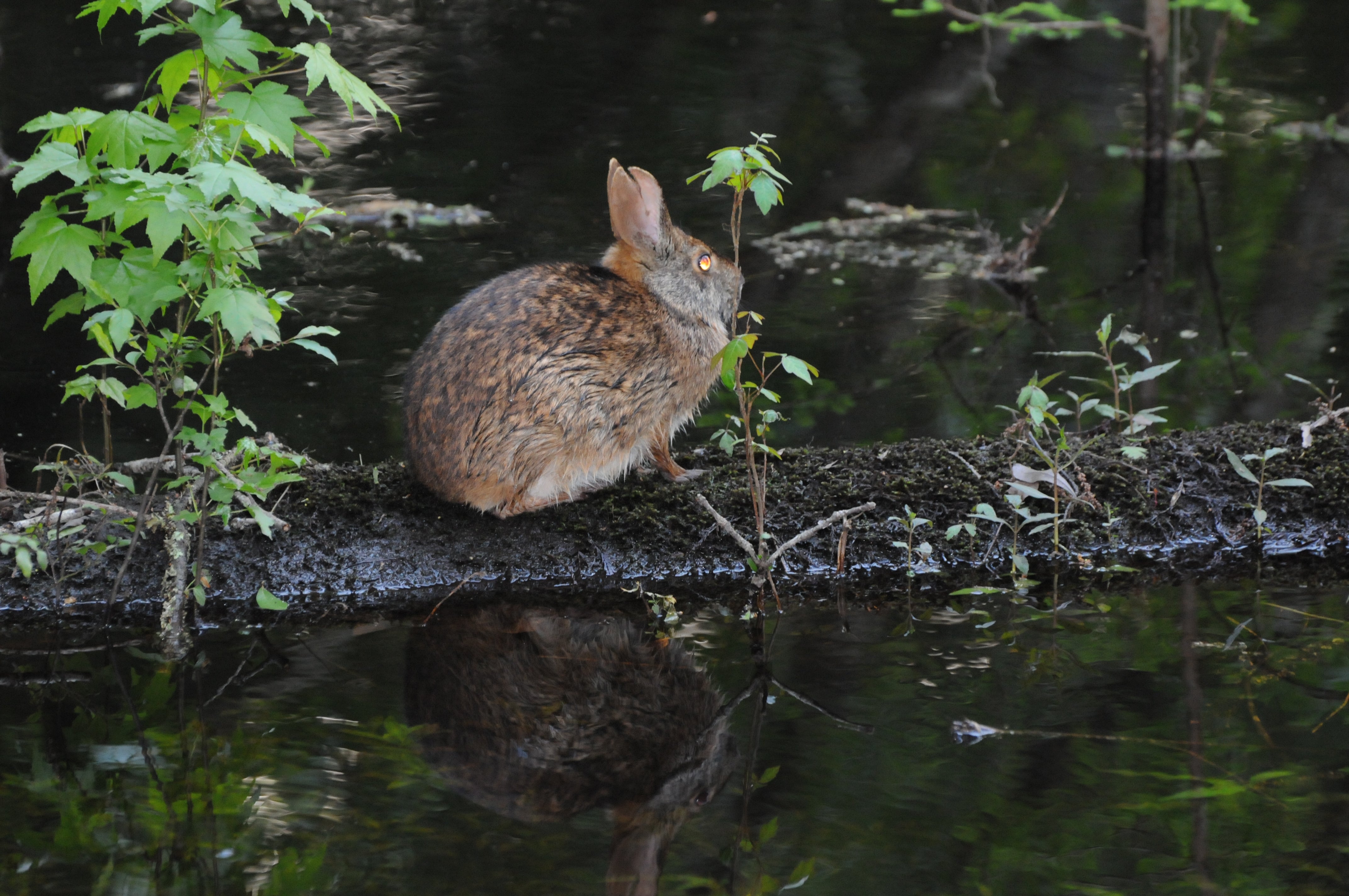 Marsh Rabbit | Audubon