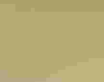 A white goose with upraised white wings with black wingtips is about to land on the ground.