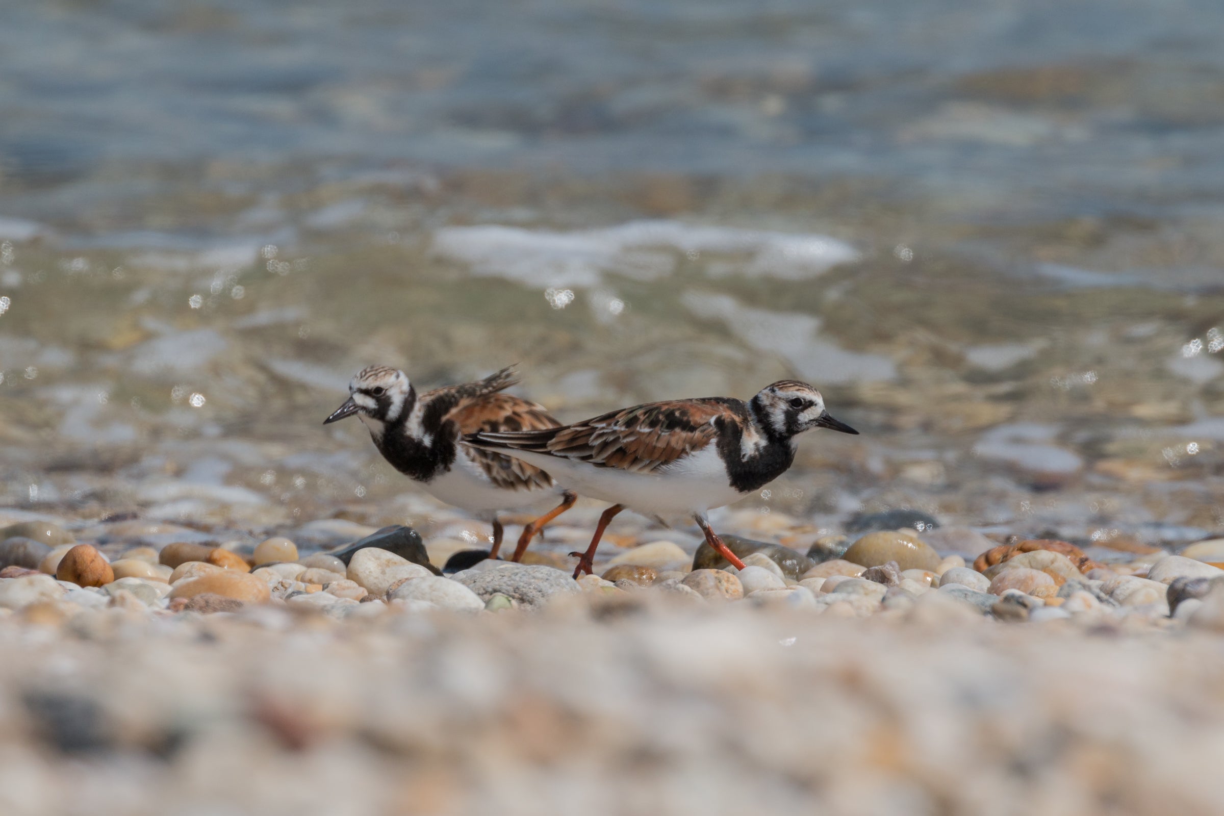 Two birds with mottled black, white, and rust-colored plumage stand on a rocky beach near water. Ruddy Turnstones stand on the shore. James Halsch/Audubon Photography Awards