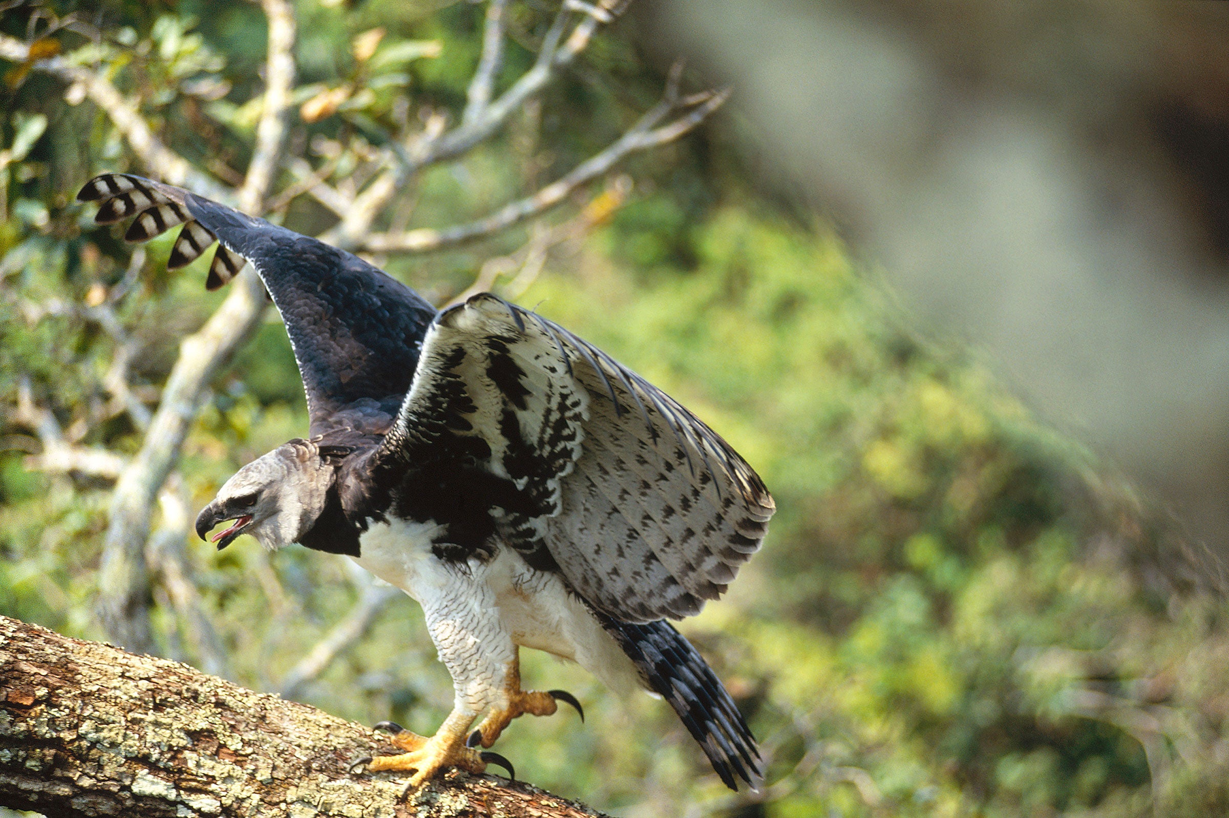 Harpy Eagle. Tui De Roy/Minden