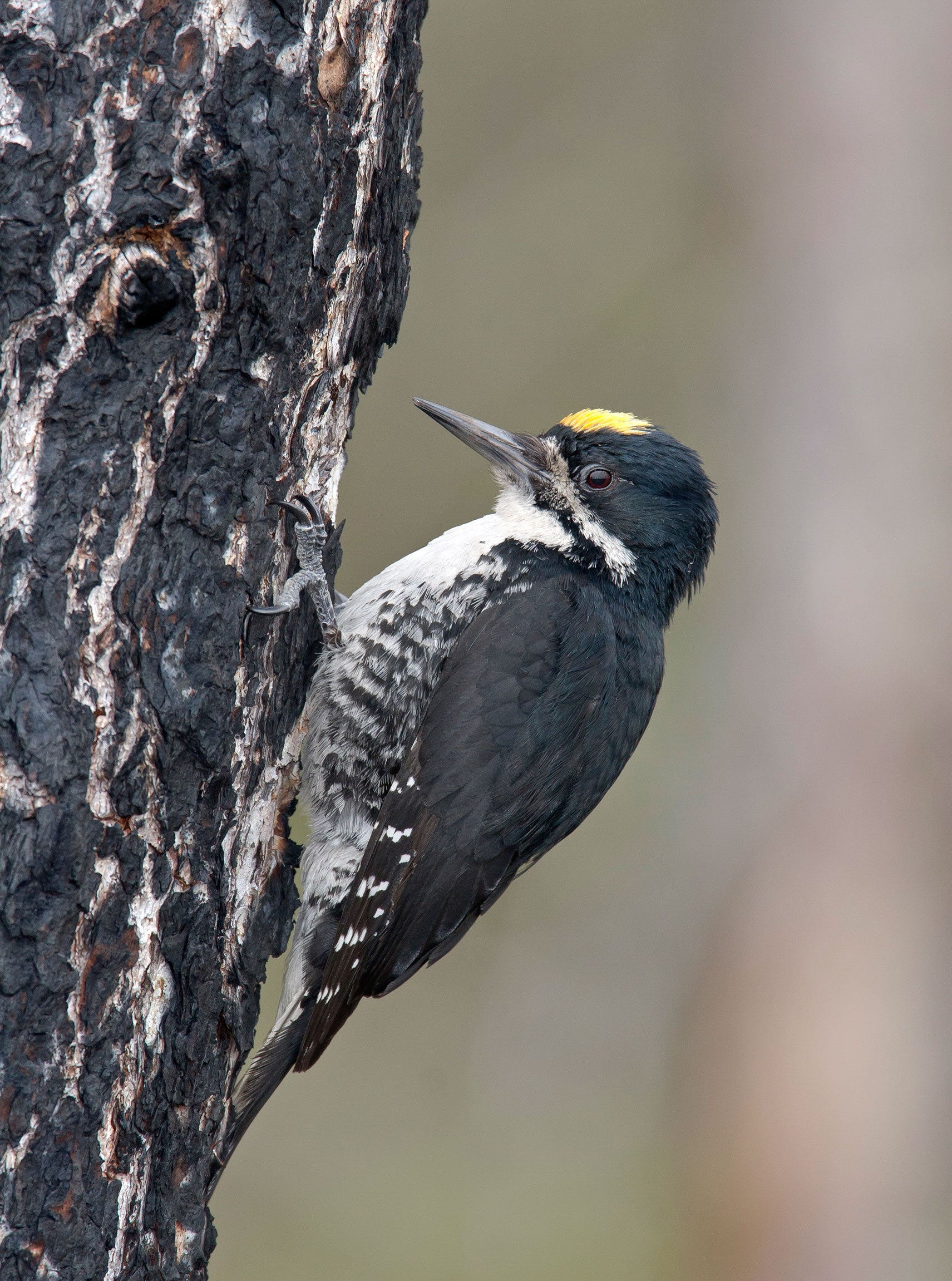 Black-backed Woodpeckers move in soon after forest fires to feed on bark beetle larvae. Robert Royse/Minden Pictures
