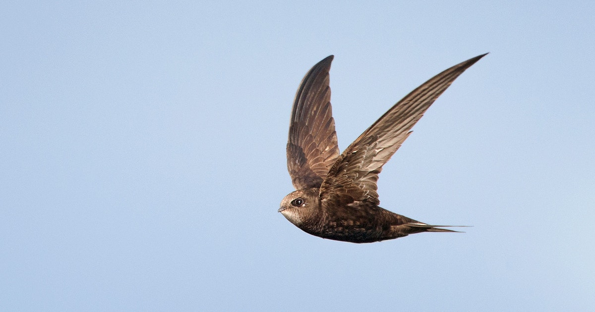 Swift Flight Pattern The Common Swift Is the New Record Holder for Longest Uninterrupted ...