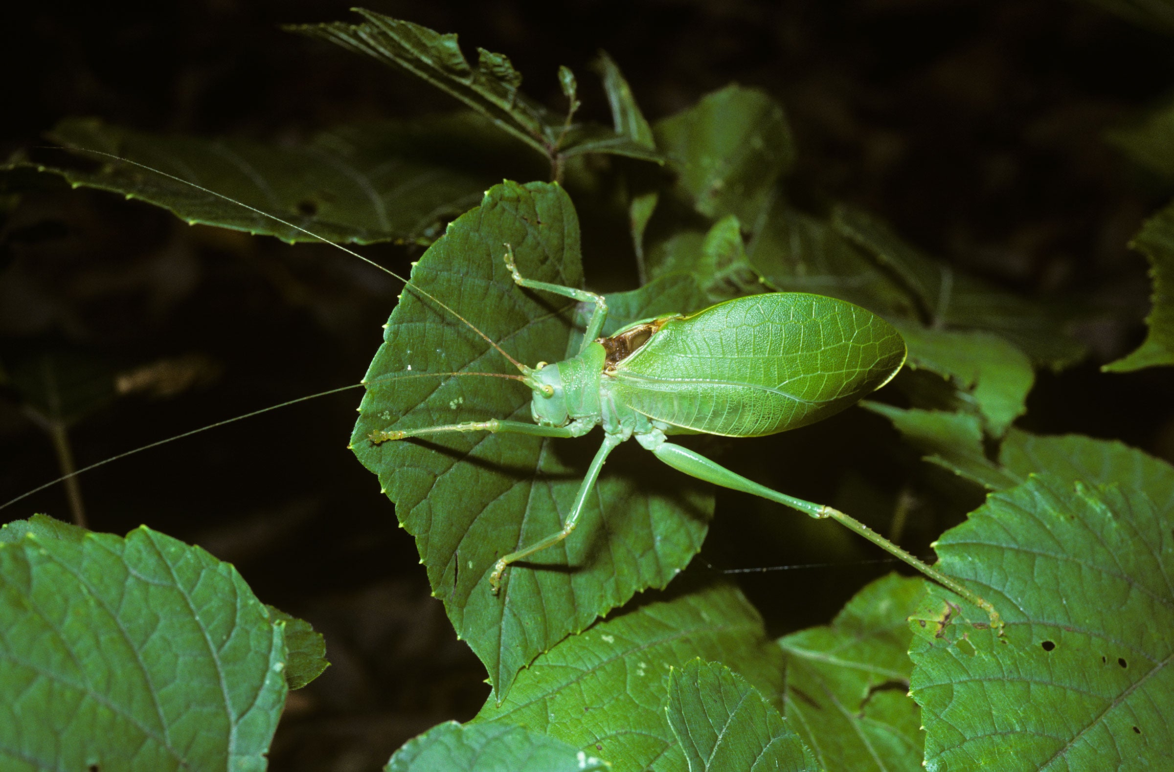 Common true katydids blend in well among the leaves, but their raspy songs aren't so subtle. Premaphotos/Minden Pictures