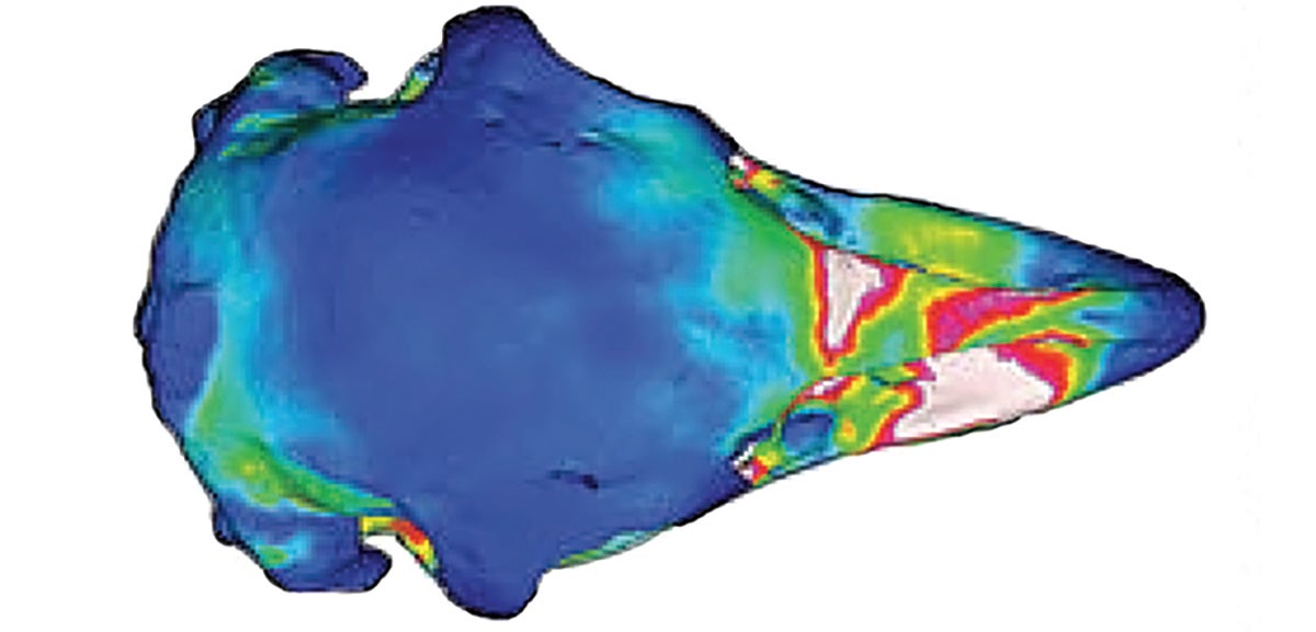 White and red regions on the Upland Moa's skull revealed levels of high stress while the feeding animation was running. Blue marked levels of very low, optimal stress. Digital Graphic: Courtesy of Marie Attard and The Royal Society Publishing