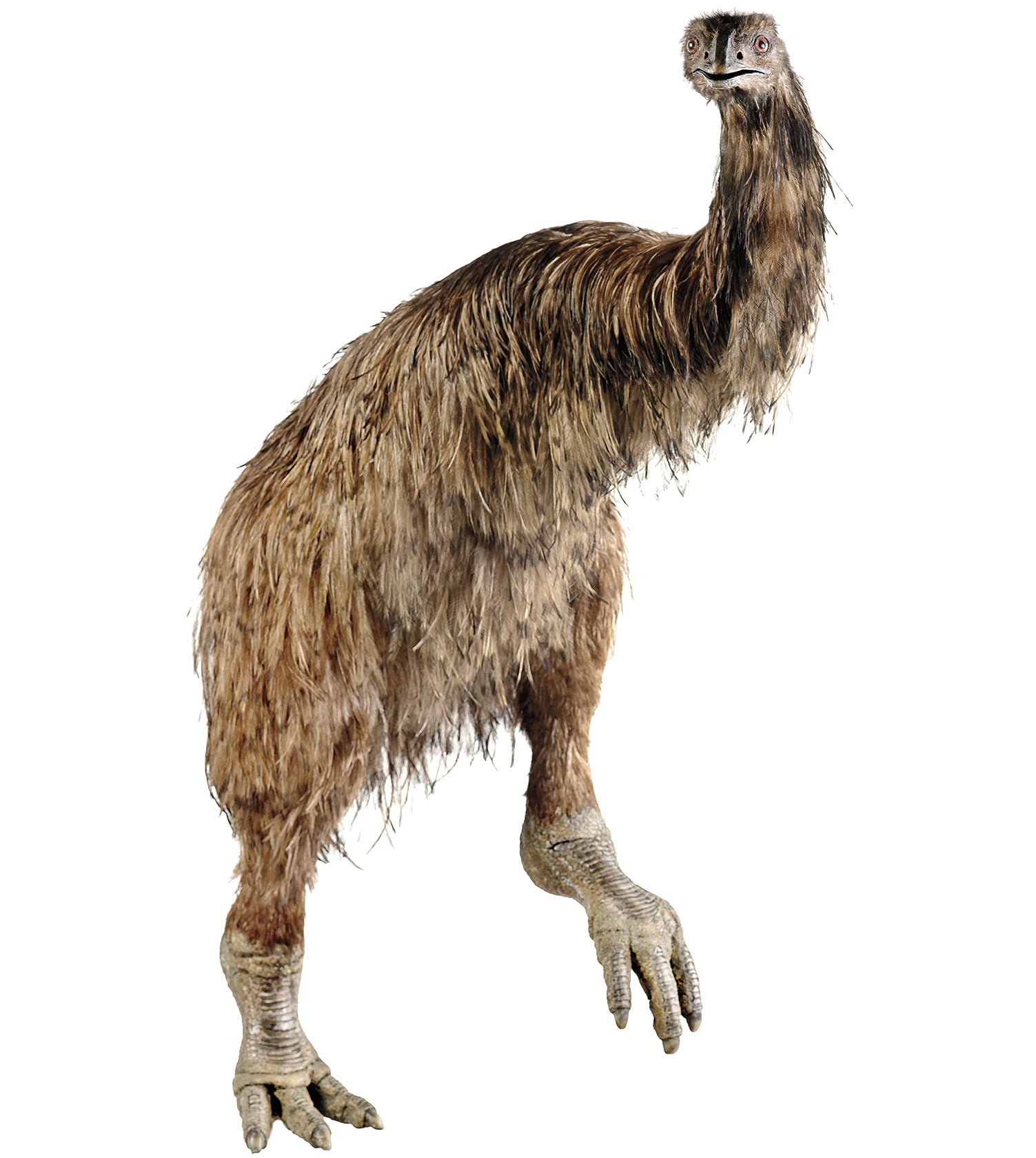 A life-sized model of an extinct Coastal Moa, built in 2006 by the firm Izzat Design Limited, is on display at the National Museum of New Zealand. TE PAPA/CC BY-NC-ND