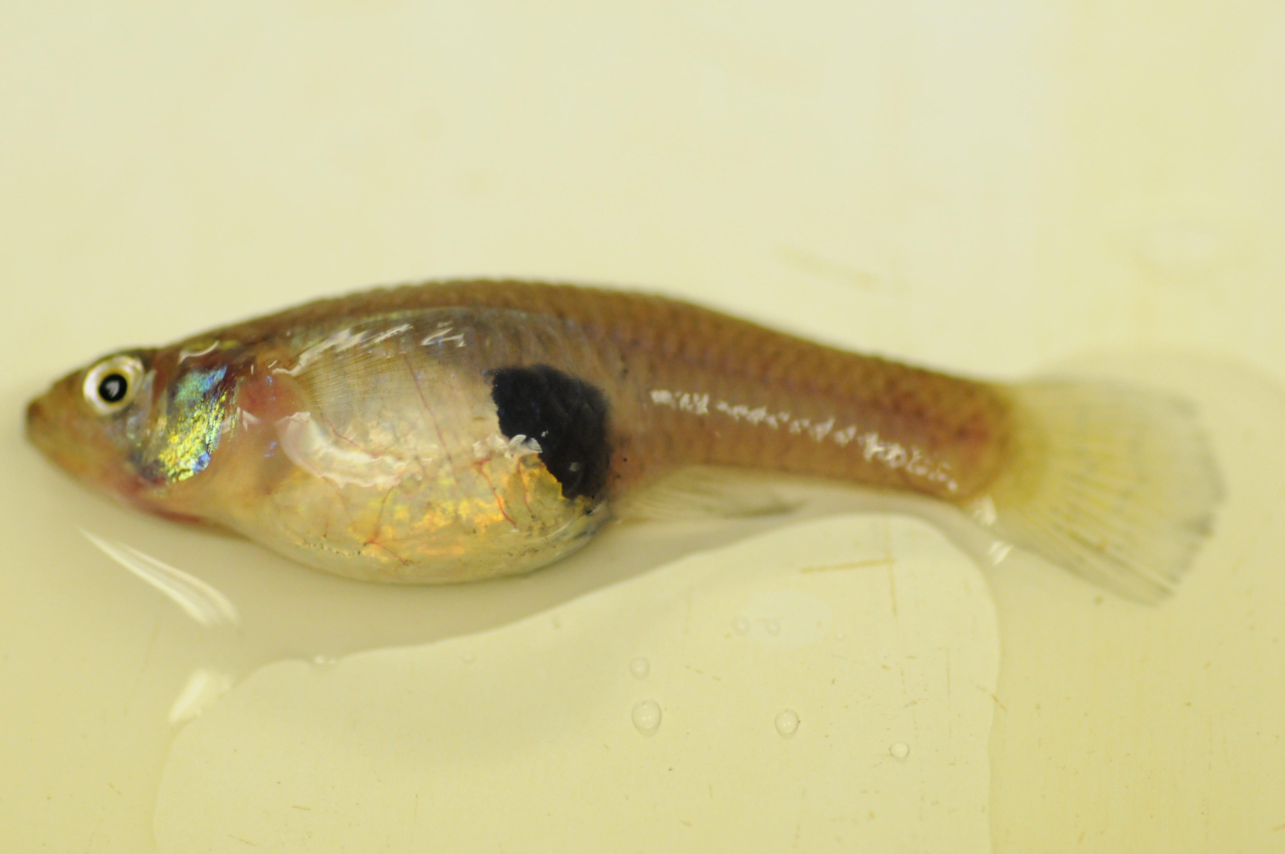 Mosquito Fish | Audubon