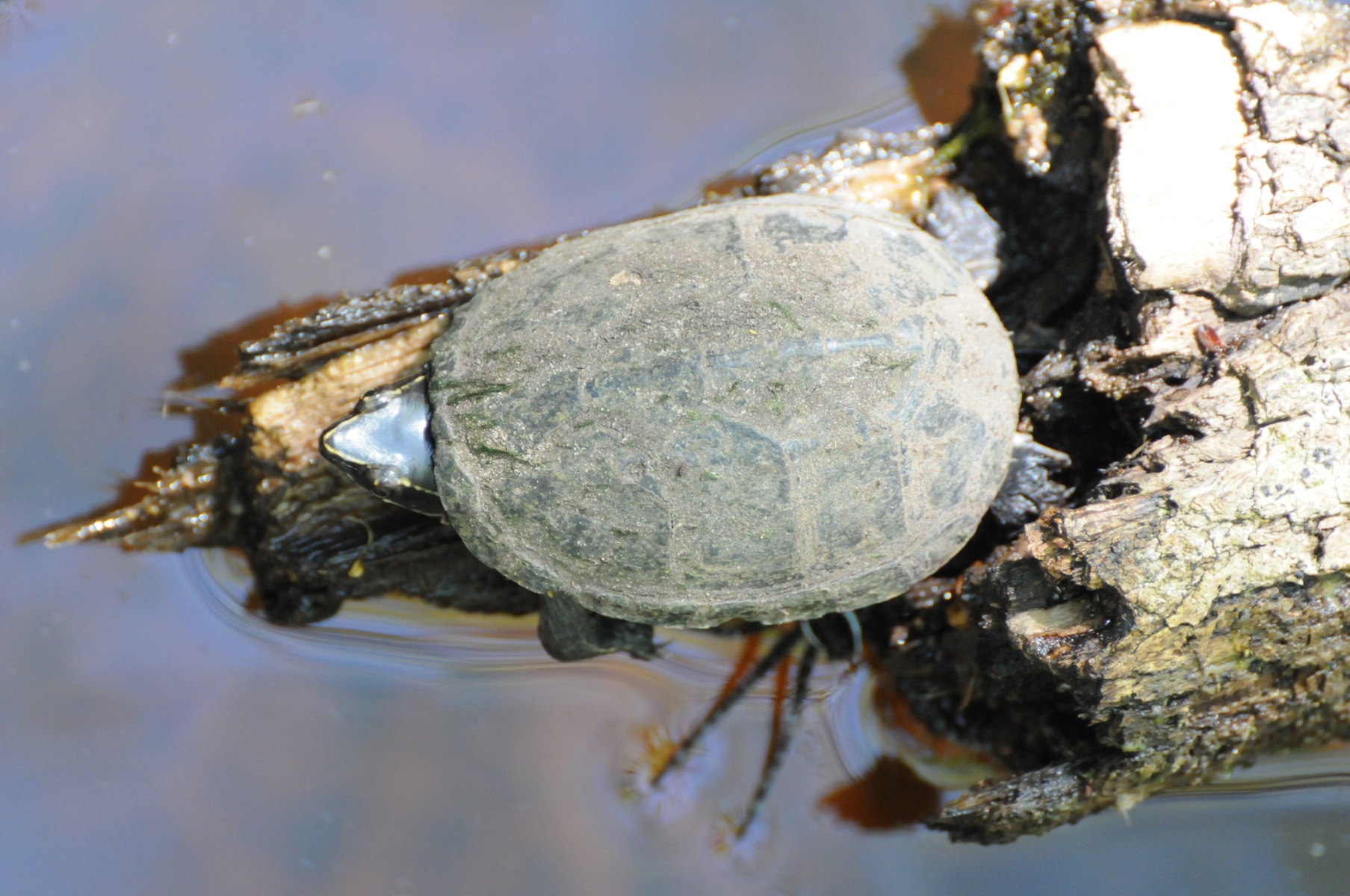 Morgan Turtle Musk Turtle | Audubon