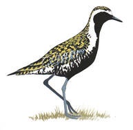 Pacific Golden-Plover | Audubon Field Guide