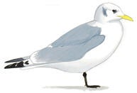 Black-legged Kittiwake | Audubon Field Guide