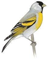 Lawrence's Goldfinch | Audubon Field Guide