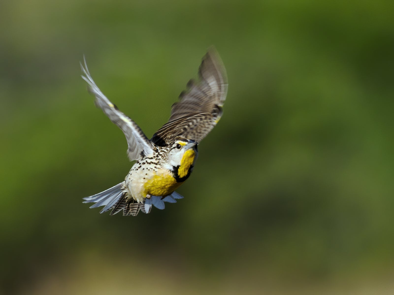 Adult in flight. Note expansive white in the tail, separating it from Western Meadowlark