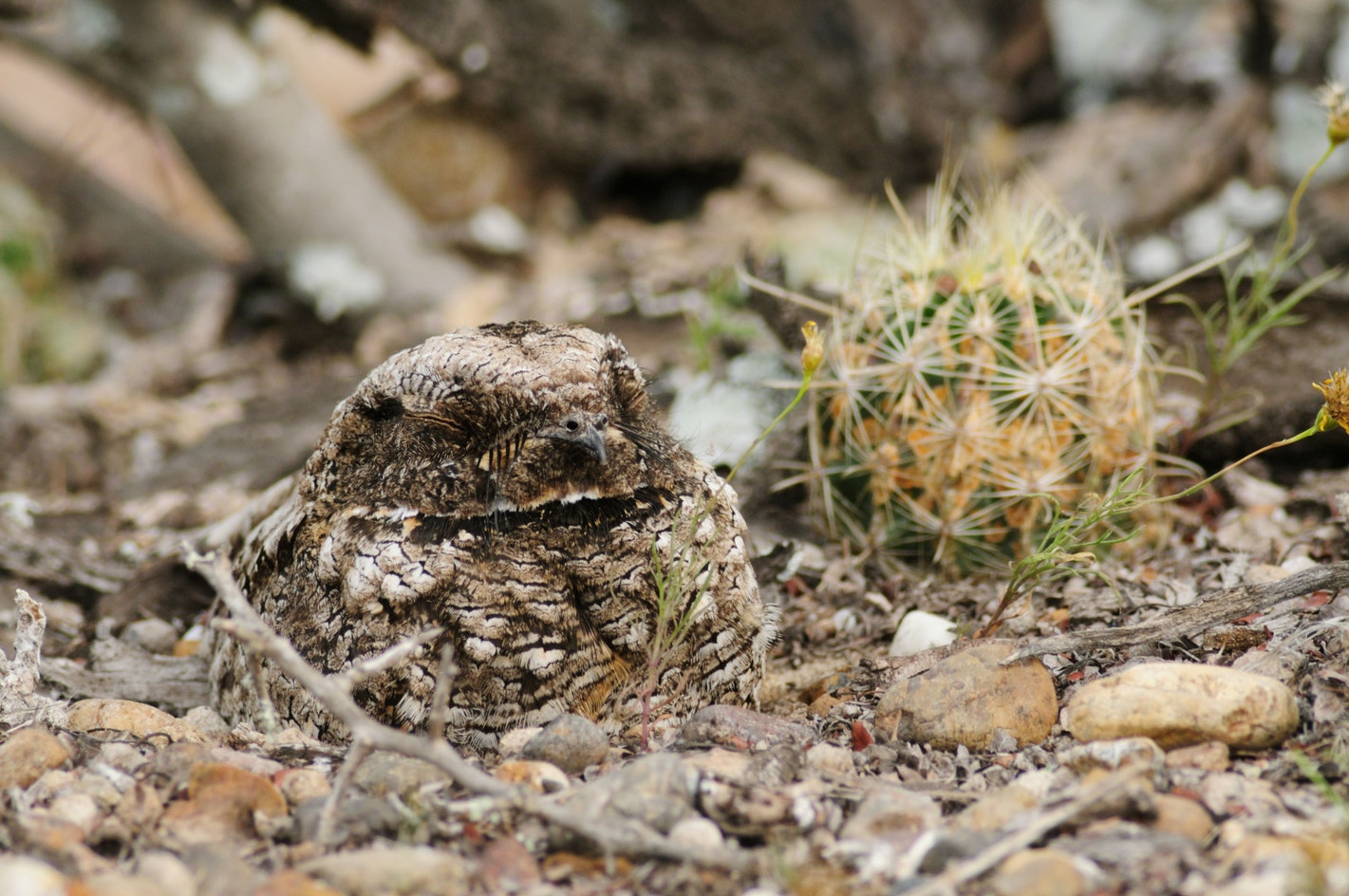 Poorwill Common Poorwill | Audubon Field Guide