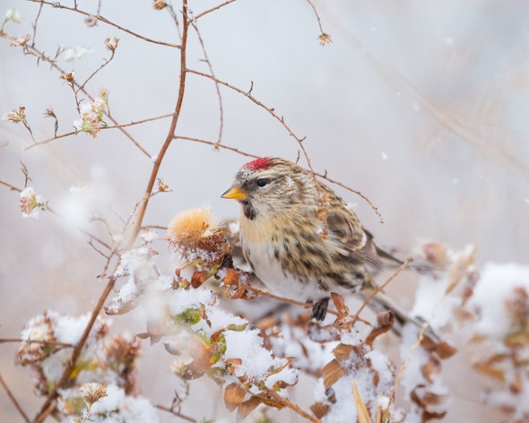 Red Poll Range Redpoll | Audubon Field Guide