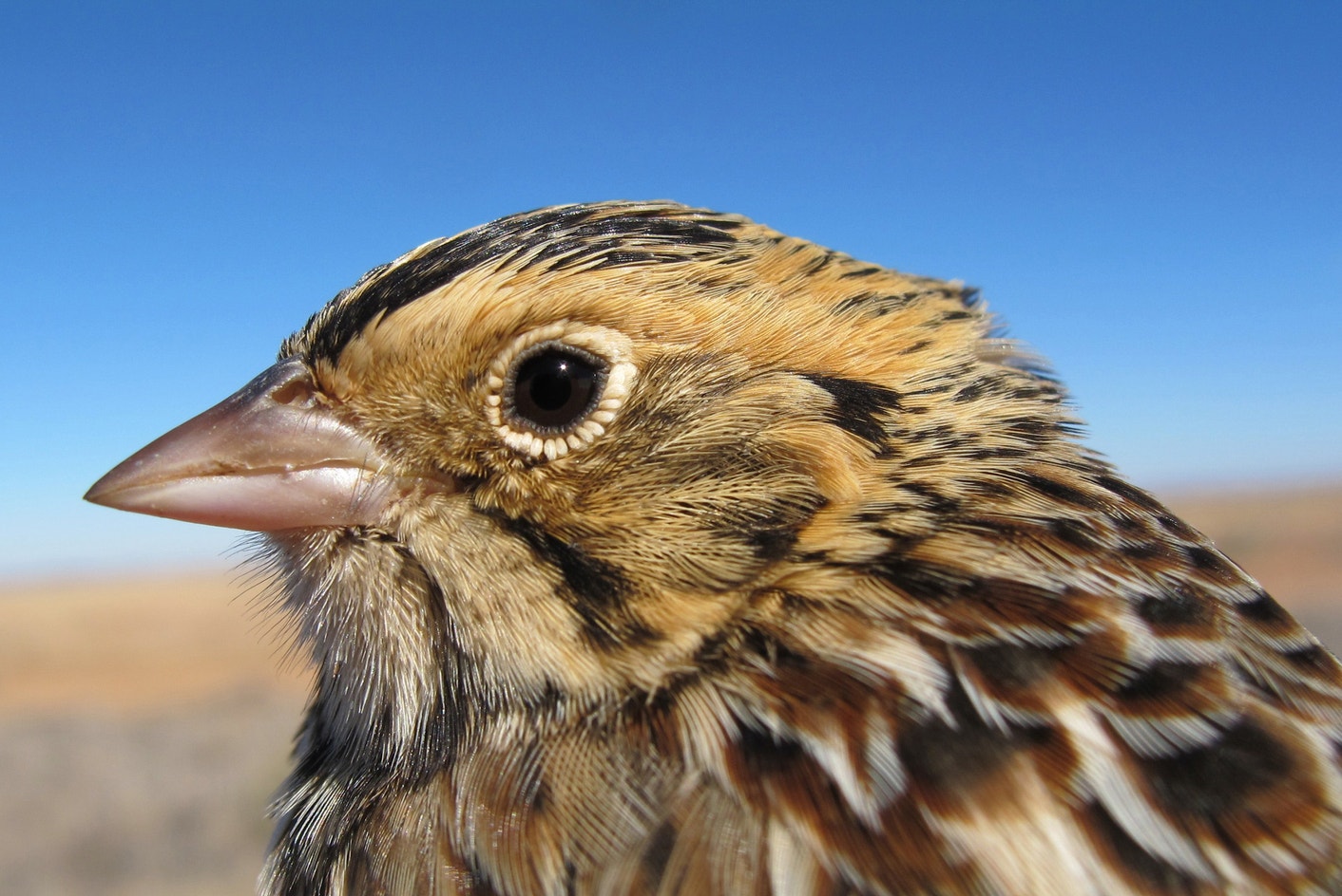 Baird's Sparrow | Audubon Field Guide