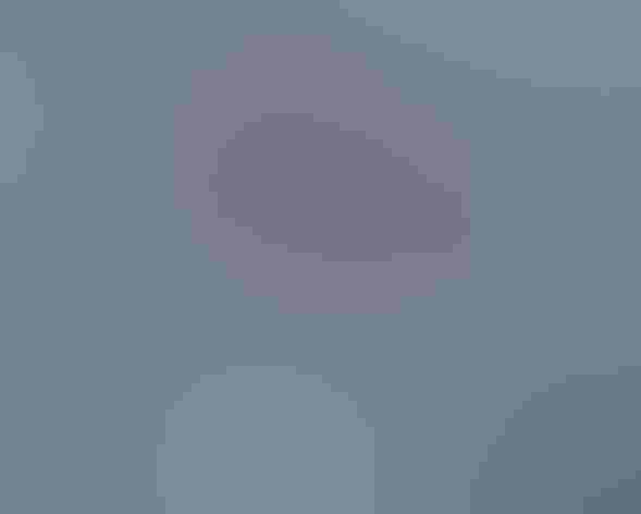 Adult. Photo: Adrian and Jane Binns/Vireo