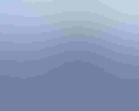 Adult. Photo: Robert L. Pitman/Vireo