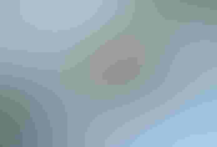 Adult. Photo: Amado Demesa/Flickr Creative Commons