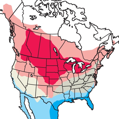 Bluewinged Teal Audubon Field Guide