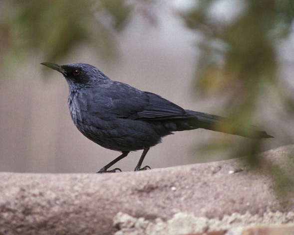 Blue Rocking Bird Blue Mockingbird | Audubon Field Guide