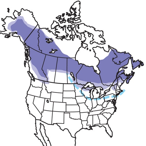 Boreal Chickadee | Audubon Field Guide