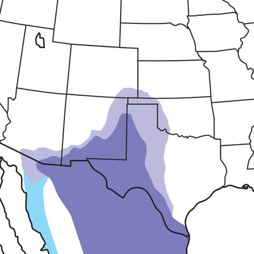 Chihuahuan Raven | Audubon Field Guide