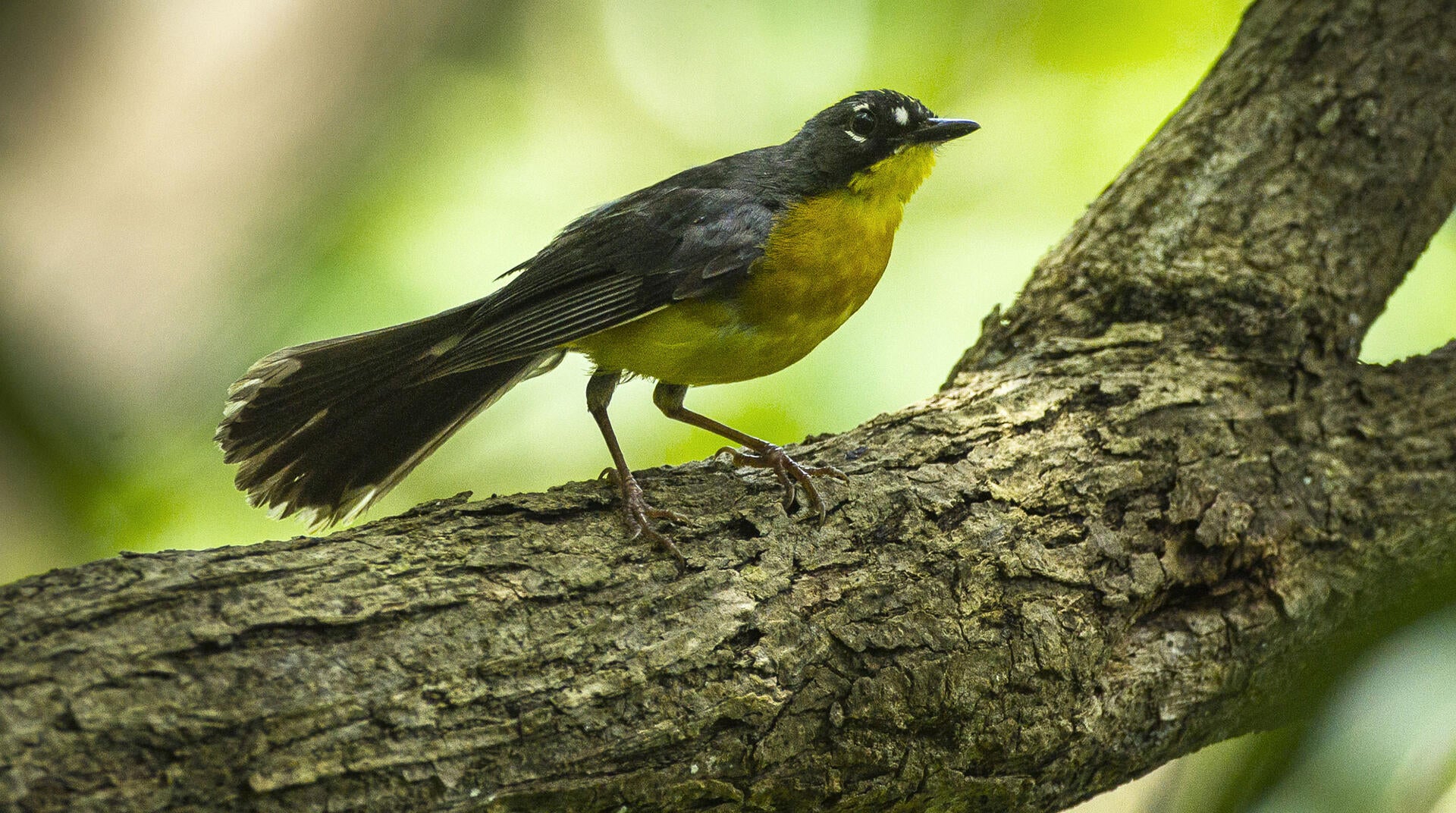Fantailed Warbler Audubon Field Guide