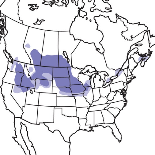 Partridge Location Gray Partridge | Audubon Field Guide