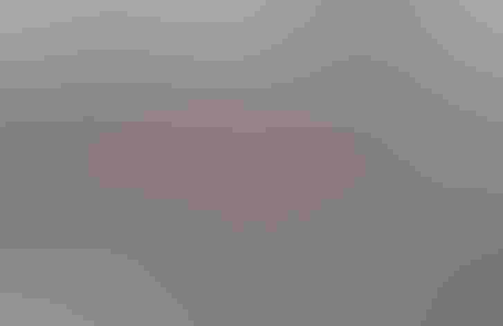 Adults (interior form). Photo: Jeanette Tasey/Great Backyard Bird Count Participant