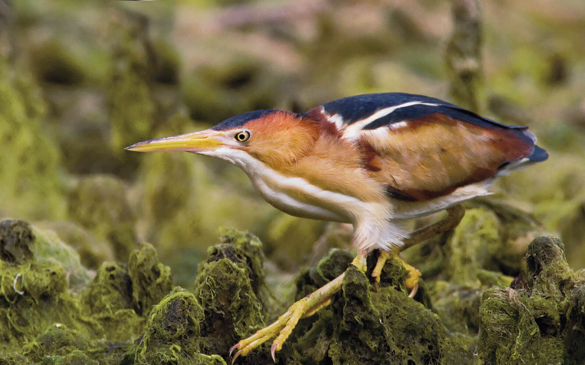 Bittern Long Least Bittern | Audubon Field Guide