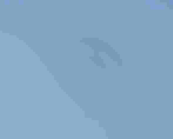 Adult. Photo: Frank Schleicher