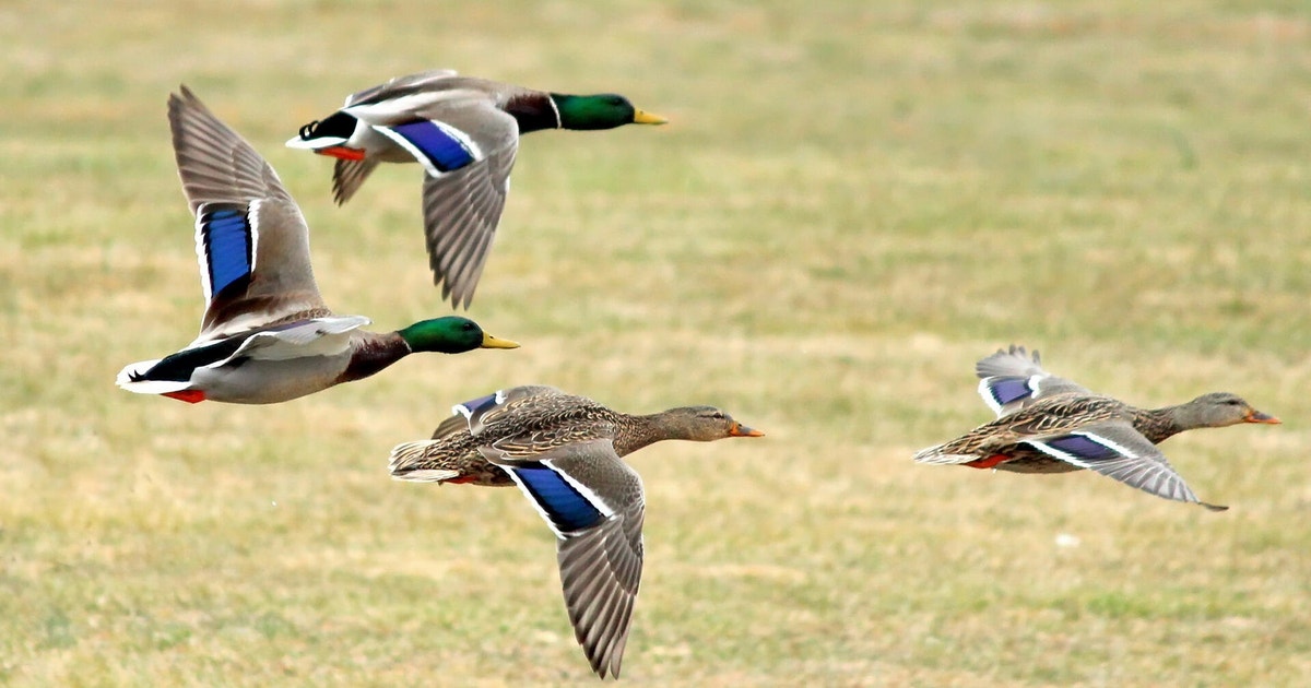Mallard | Audubon Field Guide