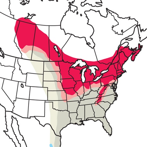 Rose Breasted Grosbeak Migration 2025