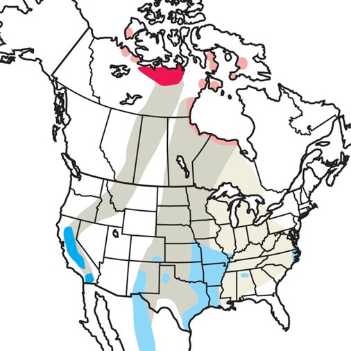 Goose Map Ross's Goose | Audubon Field Guide