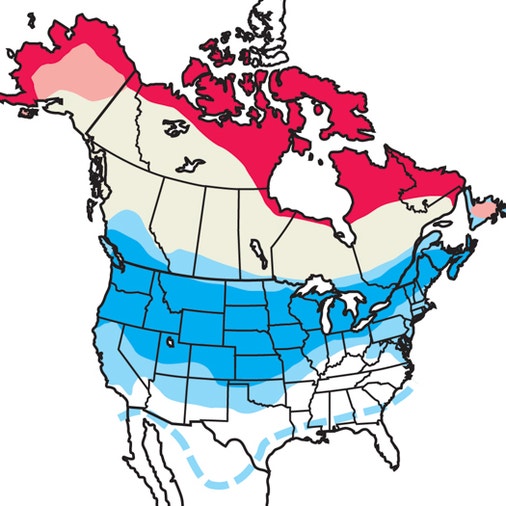 Rough-legged Hawk | 探花精选 Field Guide