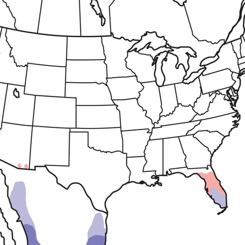 Short Tailed Hawk Range Map at Alexander Jarrett blog