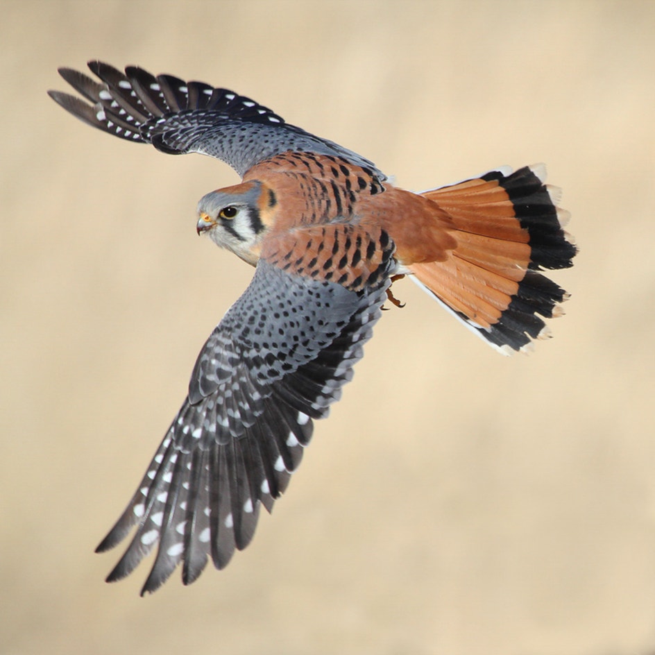 American Kestrel Audubon Field Guide american-kestrel-audubon-field-guide